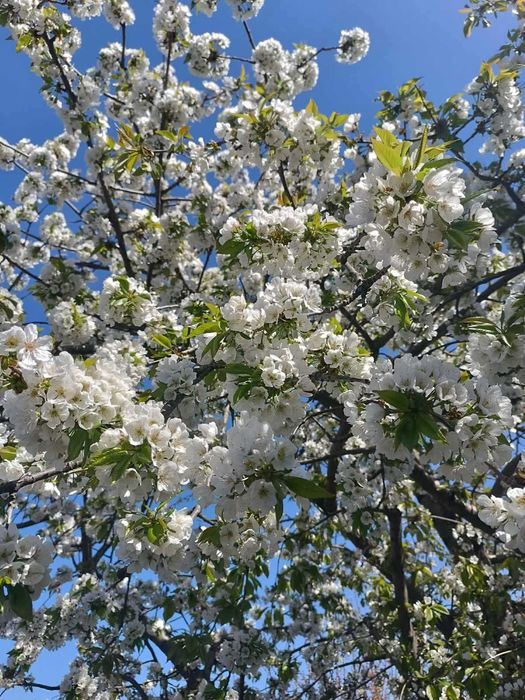 Будинок та земельна ділянка