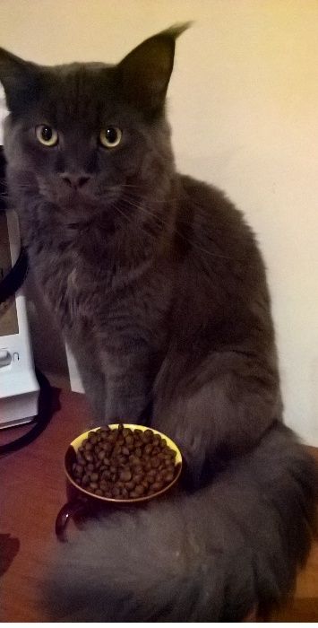 Корм для котів преміум якості «ЗООШЕФ» від виробника -10  кг.