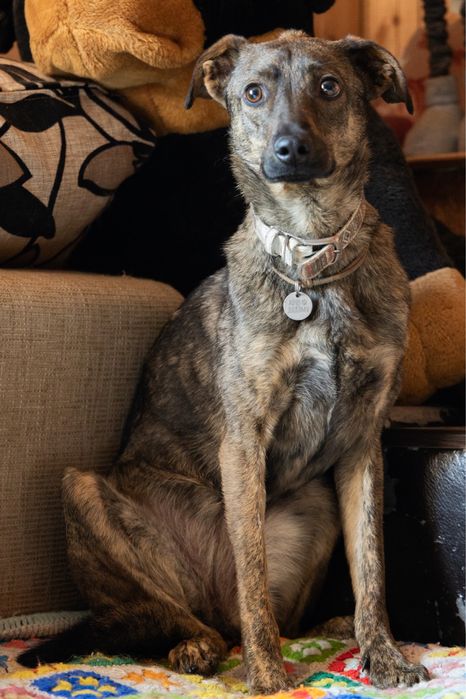 Собака врятована з херсона