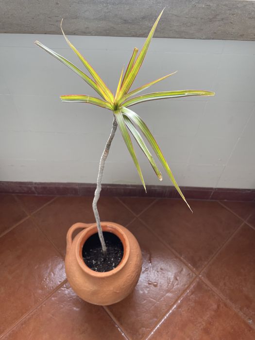 Vaso Talha de Barro Antigo | Vintage Antique Clay Pot