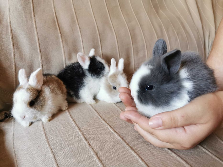 KIT Coelhos anões angorá, holandês mini e minitoy desparasitados
