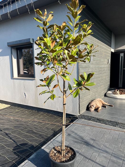 Magnolia GRANDIFLORA Little Gem Zimozielona