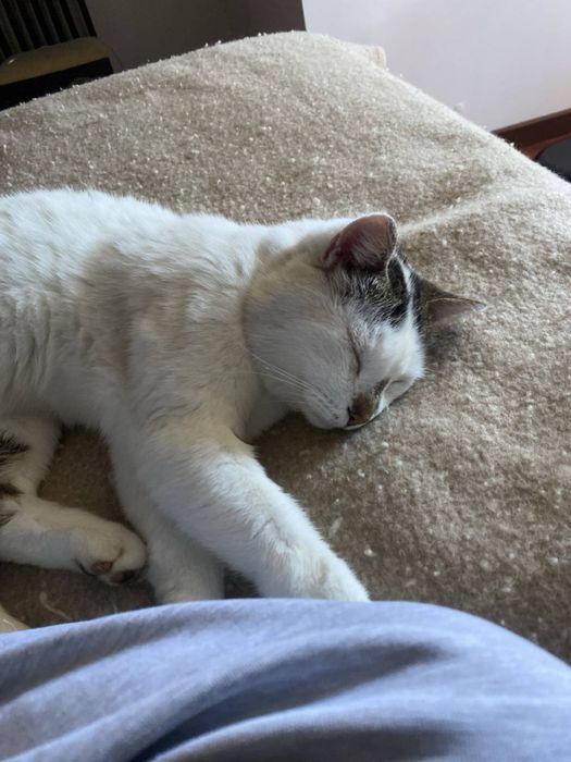 Pet Sitting - Services Described513121658277744641