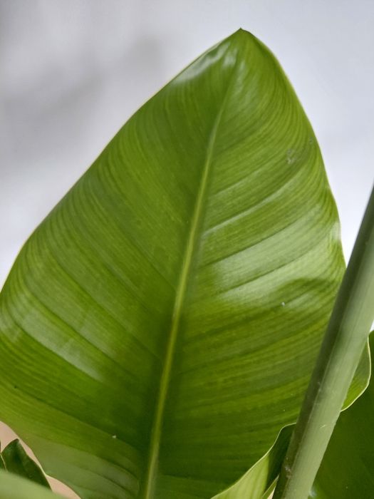 Strelitzia nicolai, Strelicja biała 100 - 120cm WYSYŁKA