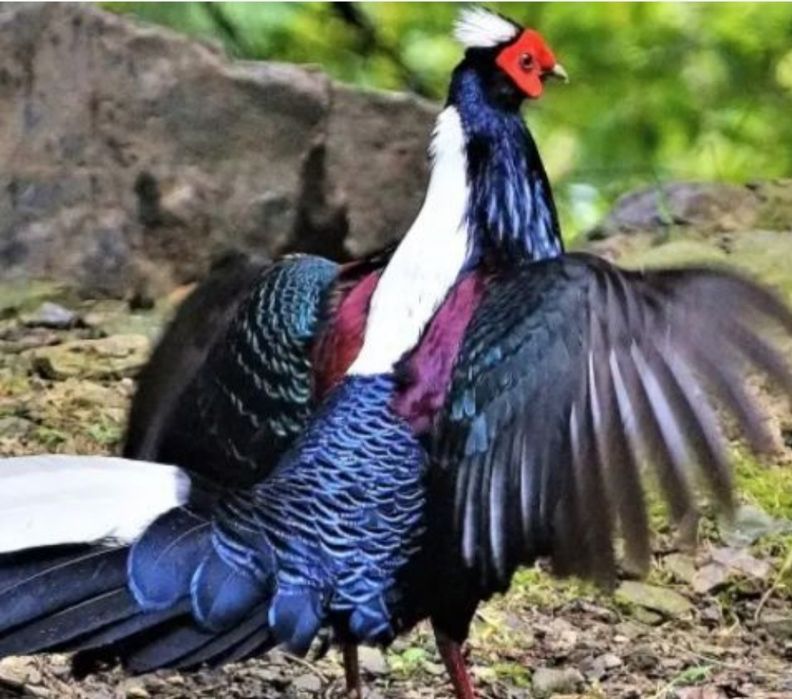 Sprzedam bażanty nepalskie inne