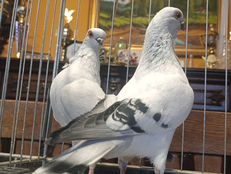 Mewka, mewki włoskie, wysyłam, gołębie ozdobne