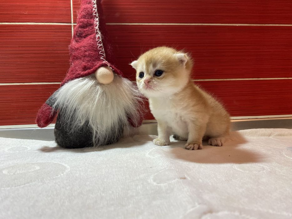 Шотландскі кошенята золота шиншилла