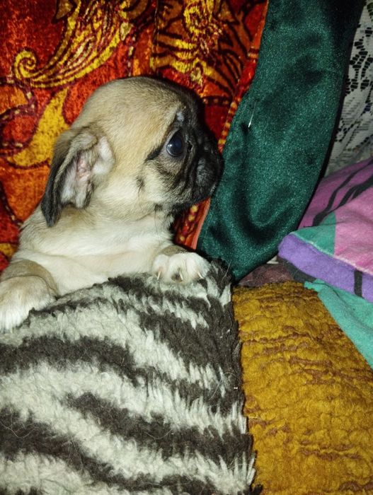 Хлопчики Мопс - 2,5 міс.