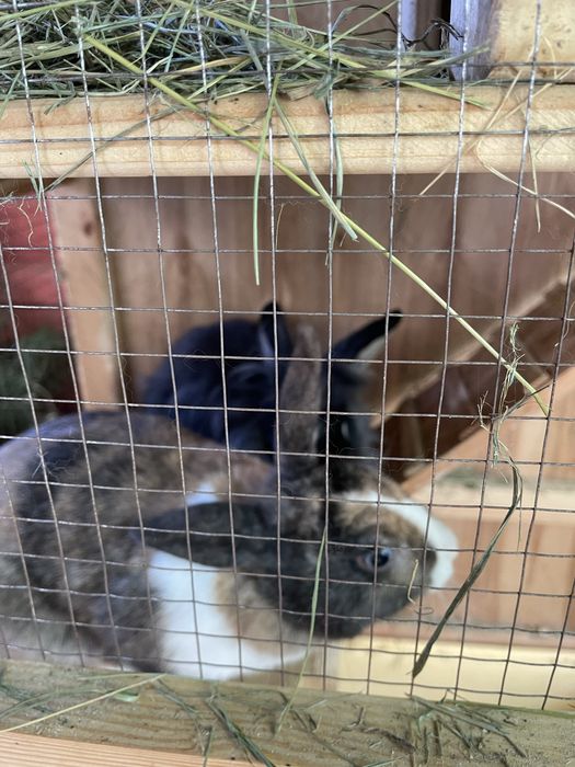 Продам двух декоративных кроликов с клеткой