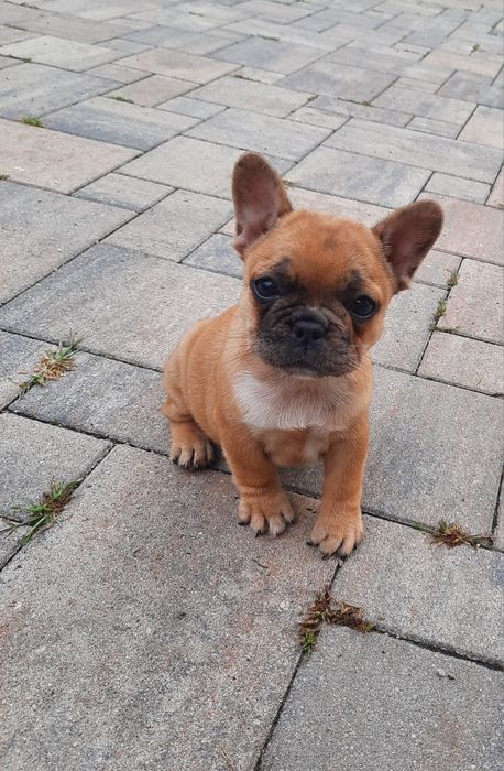 Suczka buldog francuski