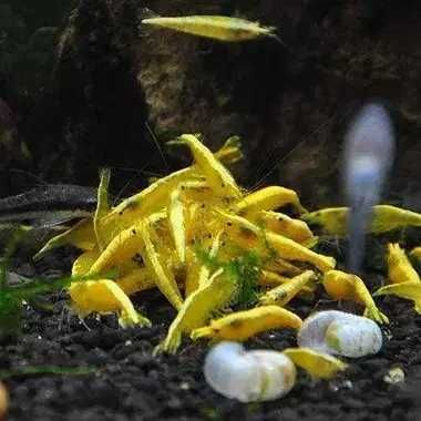 Krewetki Yellow Neon Line xl. Cetarius