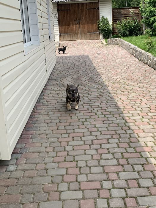 Хлопець француз.