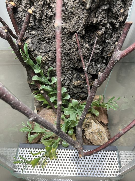 Terrarium z wyposażeniem