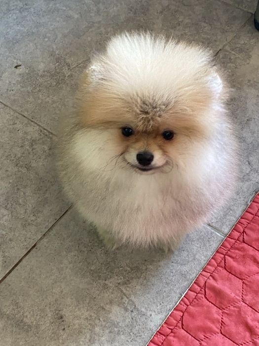 Померанський шпіц