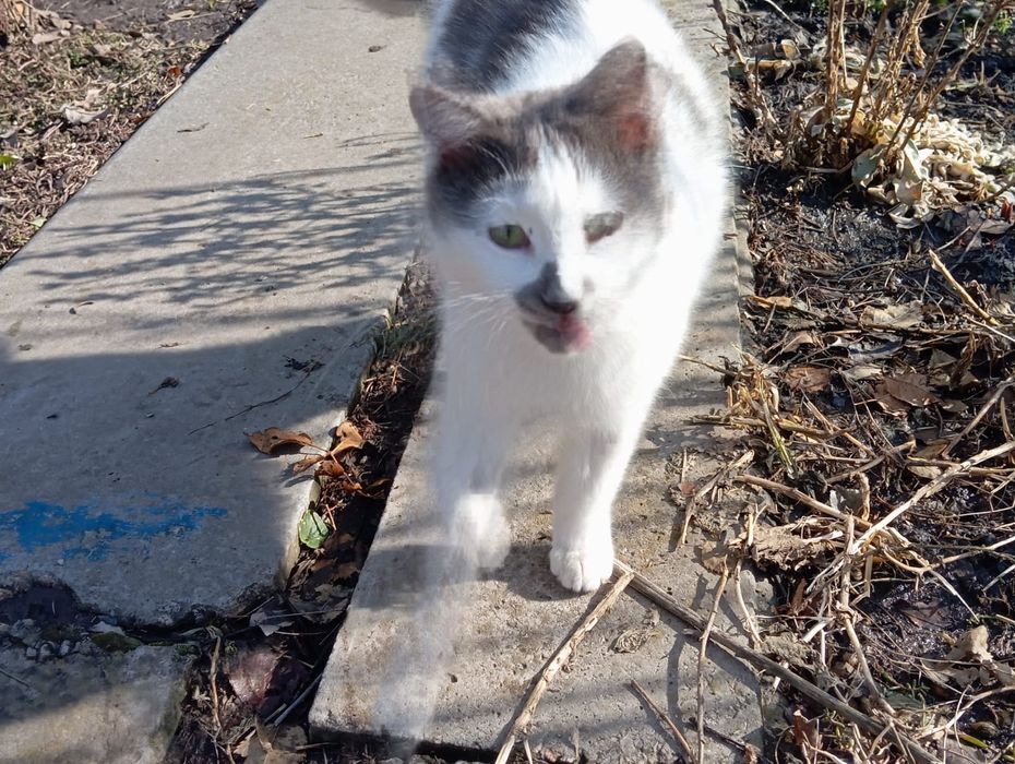 Отдам котёнка в добрые руки