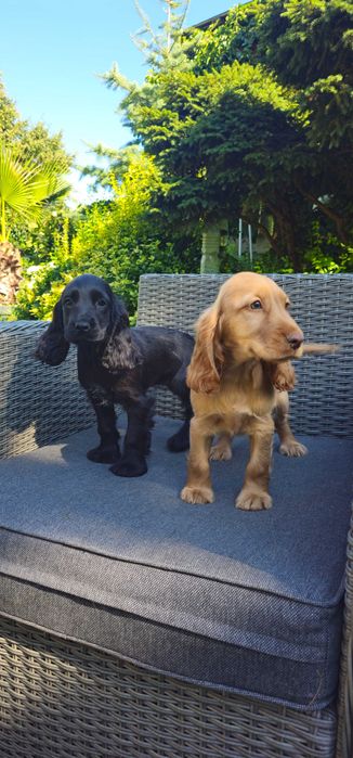Cocker Spaniel angielski z rodowodem