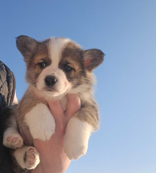 Вельш коргі пемброк, хлопчик, 1,5 місяців, ККУ