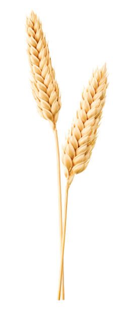Продам пшеницю 2025