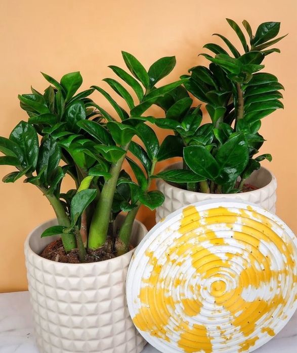 Варієгатний чорний дерево заміокулькас замиокулькас долларове зензі