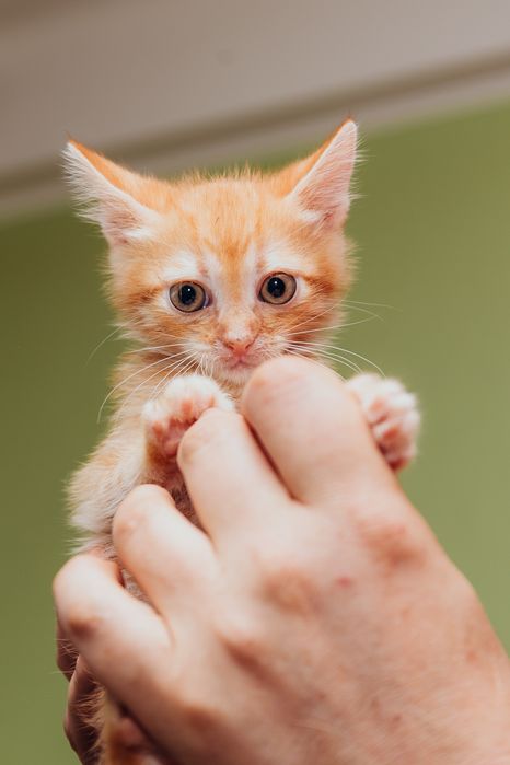 Чудові сонячні руді кошенята чекають на тепло ваших сердець і домівок