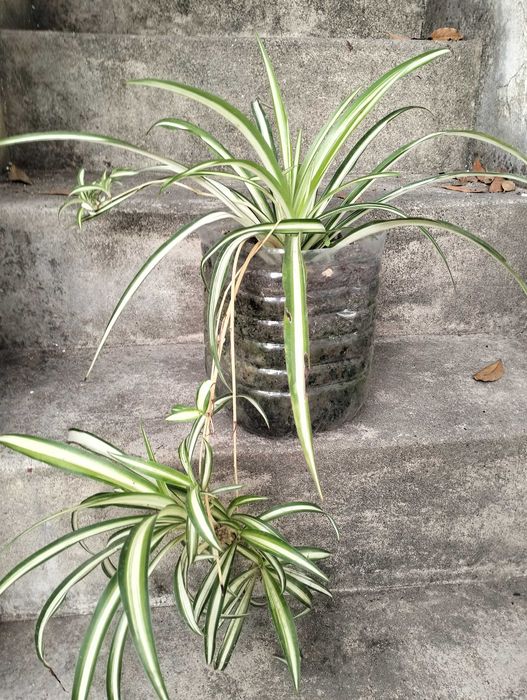 Clorofito ou planta aranha (floreira não incluída)