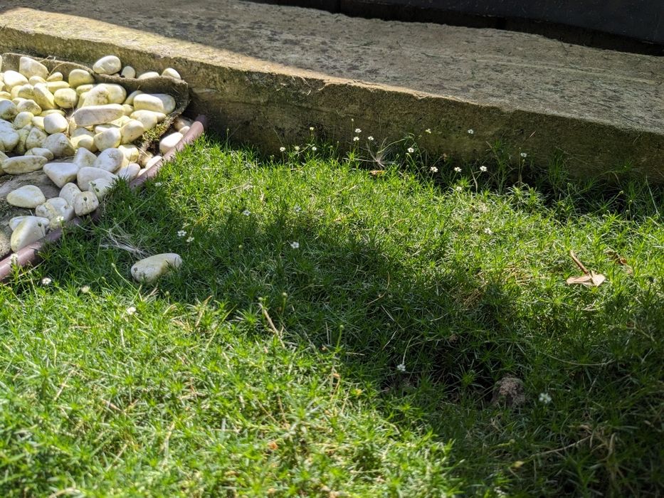 Мох, моховинка шиловидна.