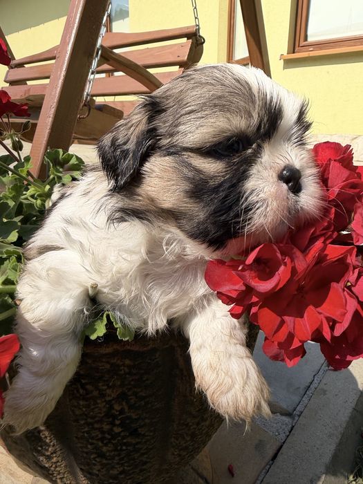 Shih-Tzu słodziutki piesek gotowy do odbioru!!