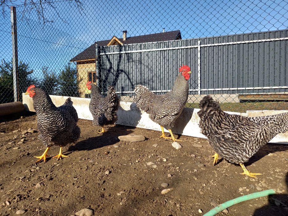 Продаж Інкубаційних яєць породистих курей