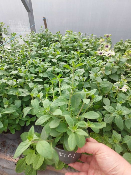 Продам розсаду петунії, тайдали