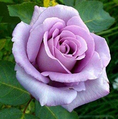 Roseira da rosa azul - PLANTA VIVA FLORES