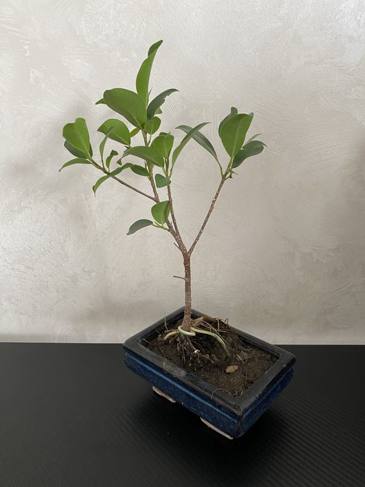 Фікус бонсай Ficus bonsai