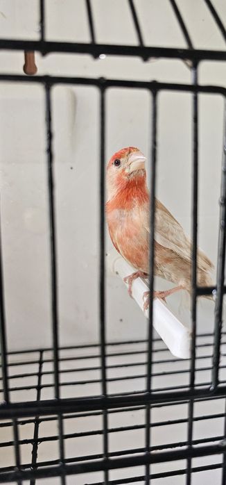 Várias aves para ceder