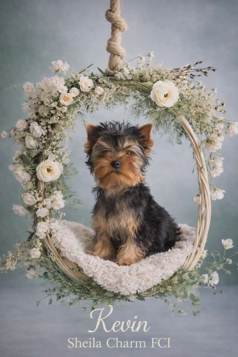 Yorkshire Terrier