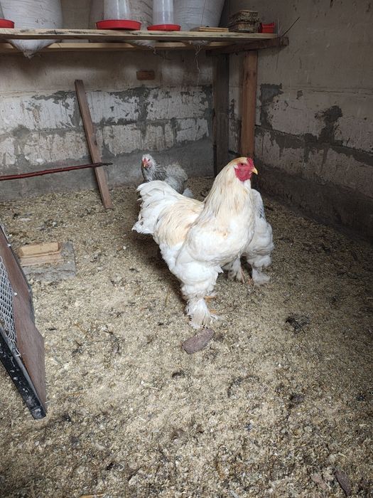 Brahma olbrzymia 1+2