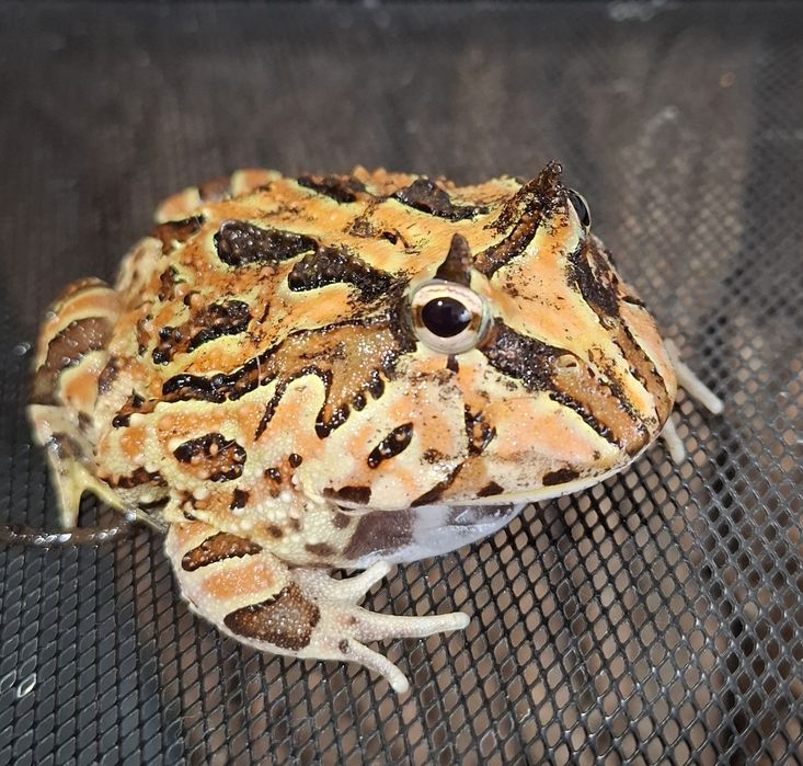 Żaba Rogata  młoda