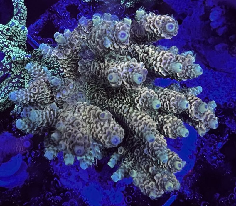 Acropora milleopora sunset L