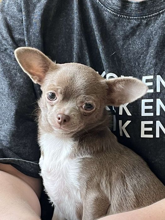 Лиловая девочка чихуахуа 9 мес