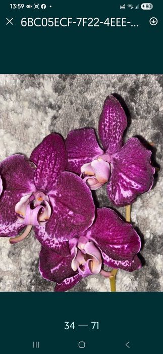 Реанімашки орхідеї