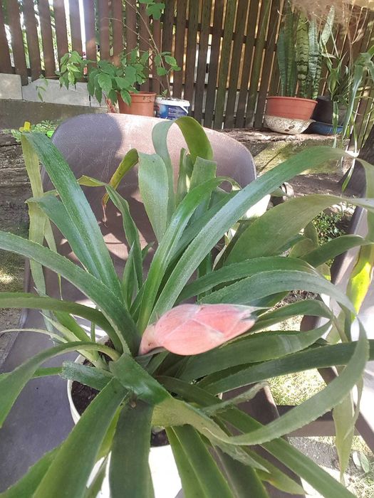 kwiaty doniczkowe bilbergia zawisła
