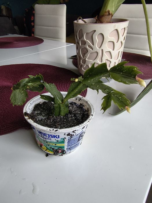 Grudniki Grudzień Kaktus Bożonarodzeniowy