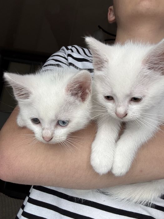 Кошенята у добрі руки