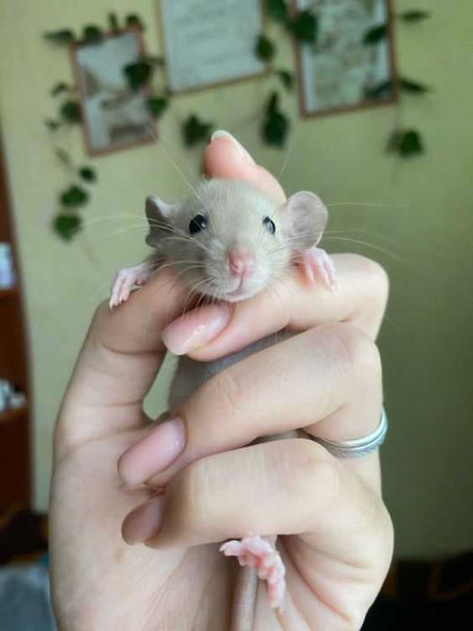 Пацючки вухастики дамбо + клітка під ключ, ручні декоративні пацючки