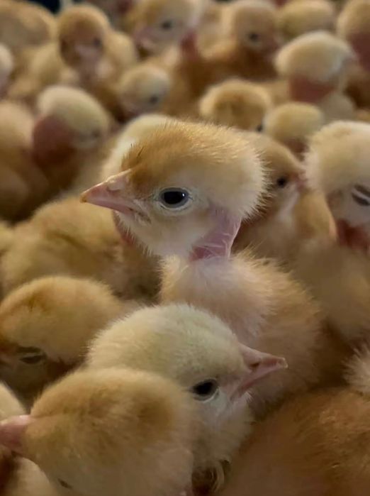 Курчата добові Волочиськ: мастєр, іспанка, грізбар, редбро