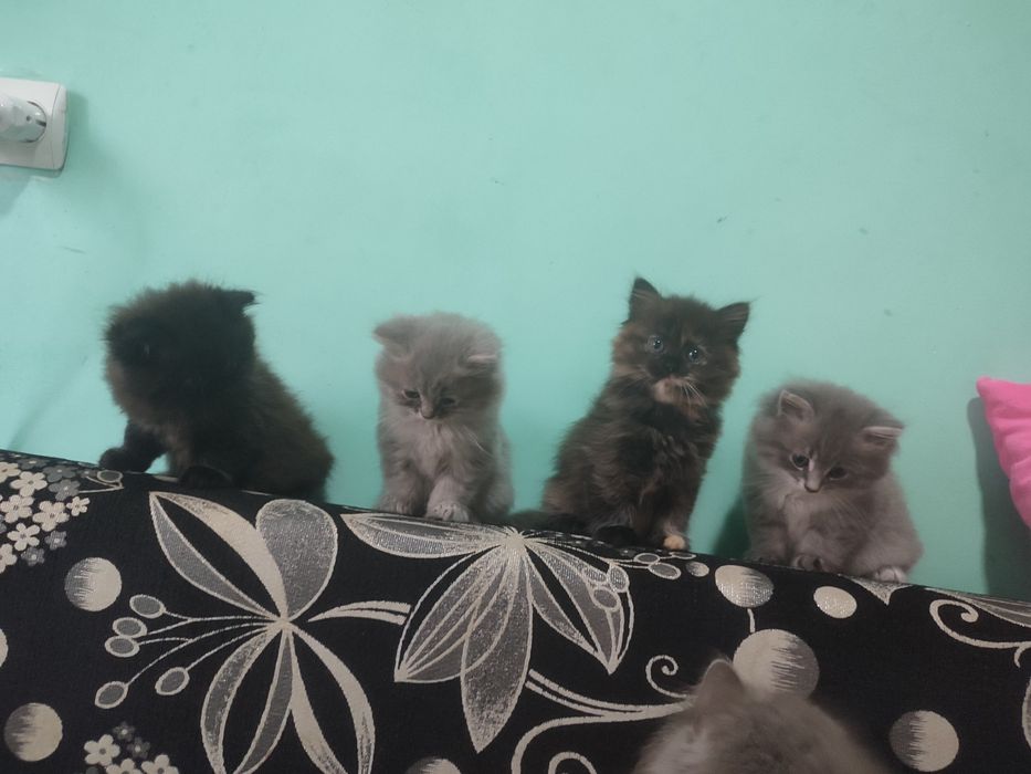 Віддам котиків малих