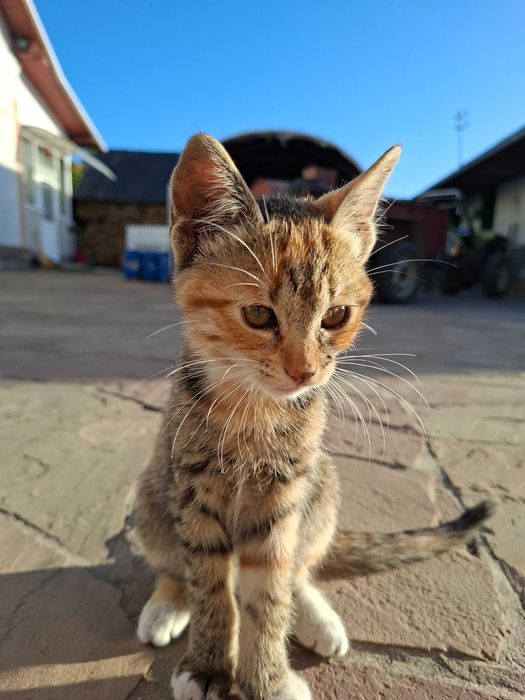 Віддам кошеня у добрі руки безкоштовно