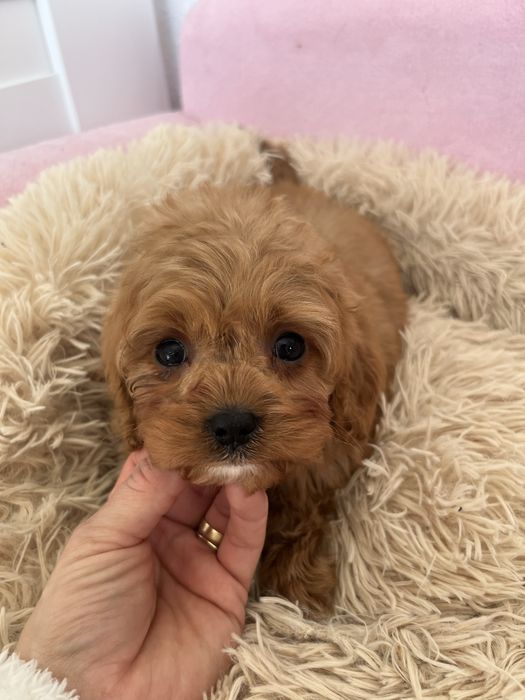 Piesek cavapoo rudy