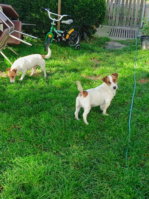 Jack Russell Terrier