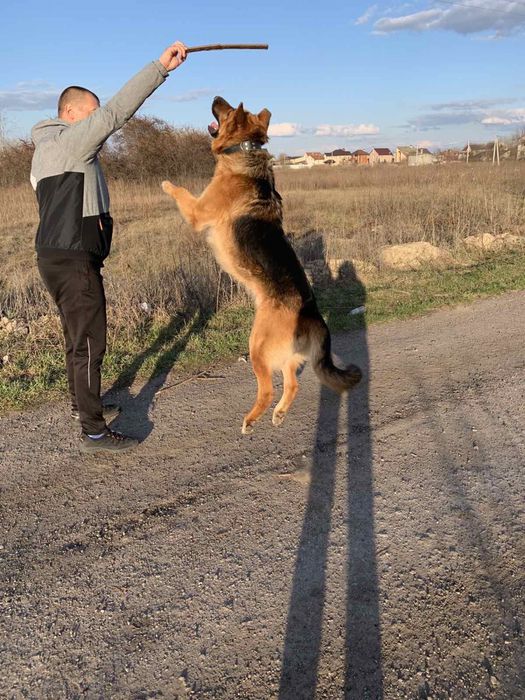 Вязка німецької вівчарки кобель