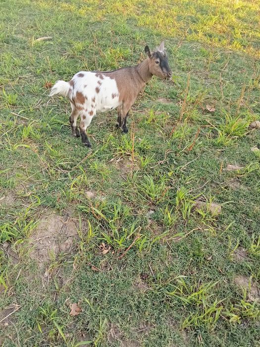 Vende-se cabra anã