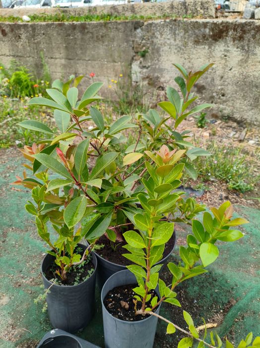Photinia Red Robin - planta em vaso
